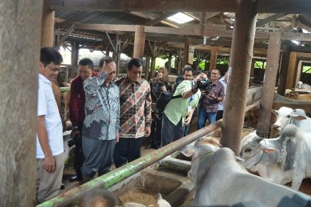 Lembu Gama, Harapan Wujudkan Swasembada Daging